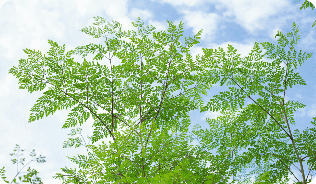 A beautiful, full-grown Moringa tree with its distinctive feathery leaves against a blue sky
